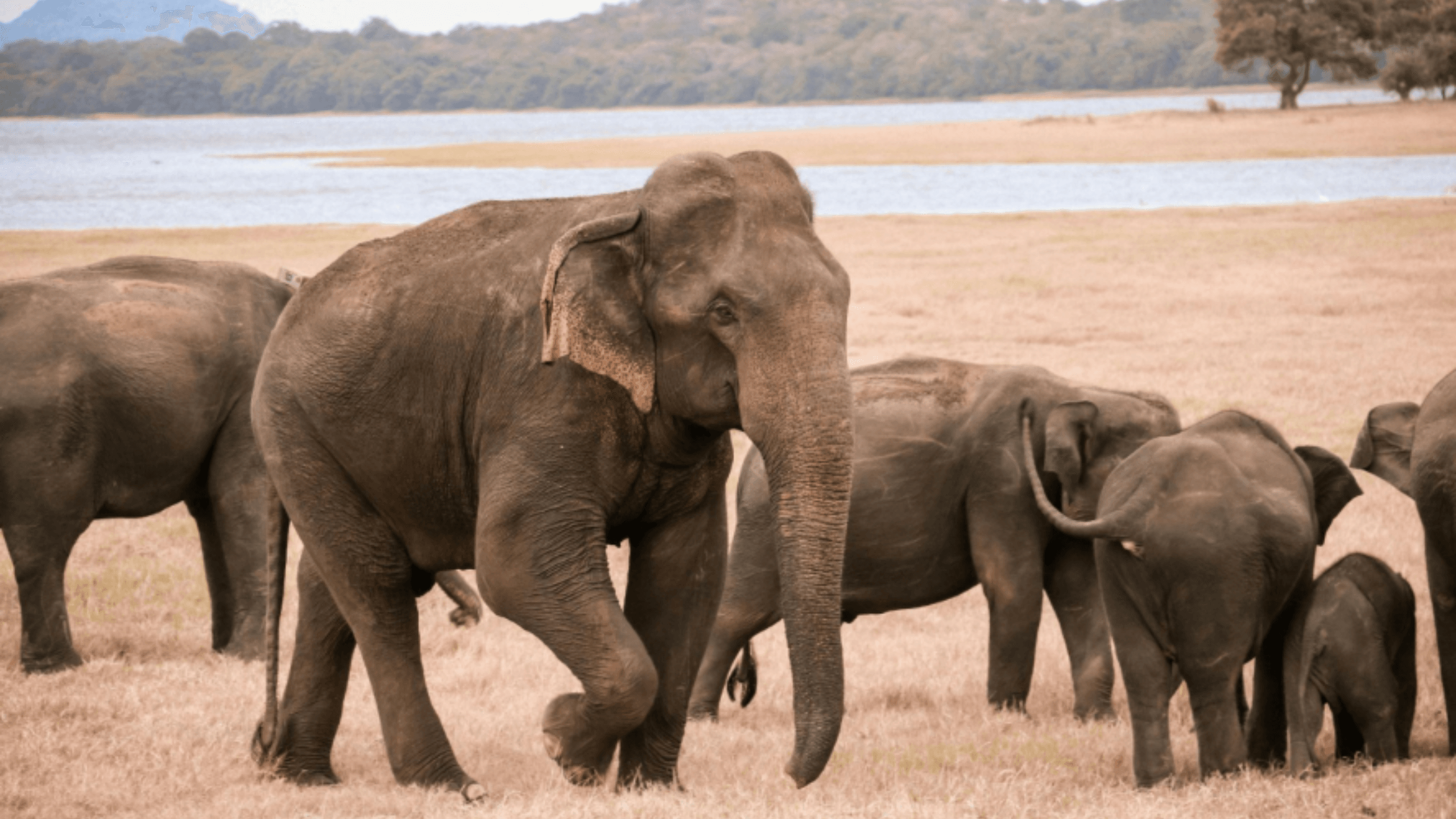 Elephants Wilpattu
