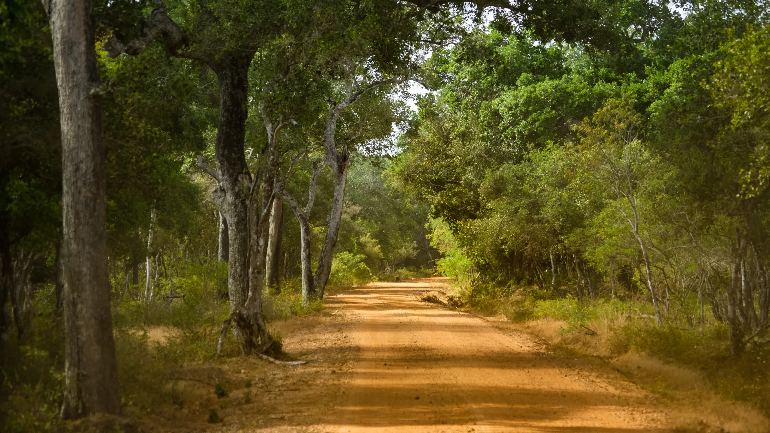 Sri Lanka wildlife tours | Udawalawe National Park