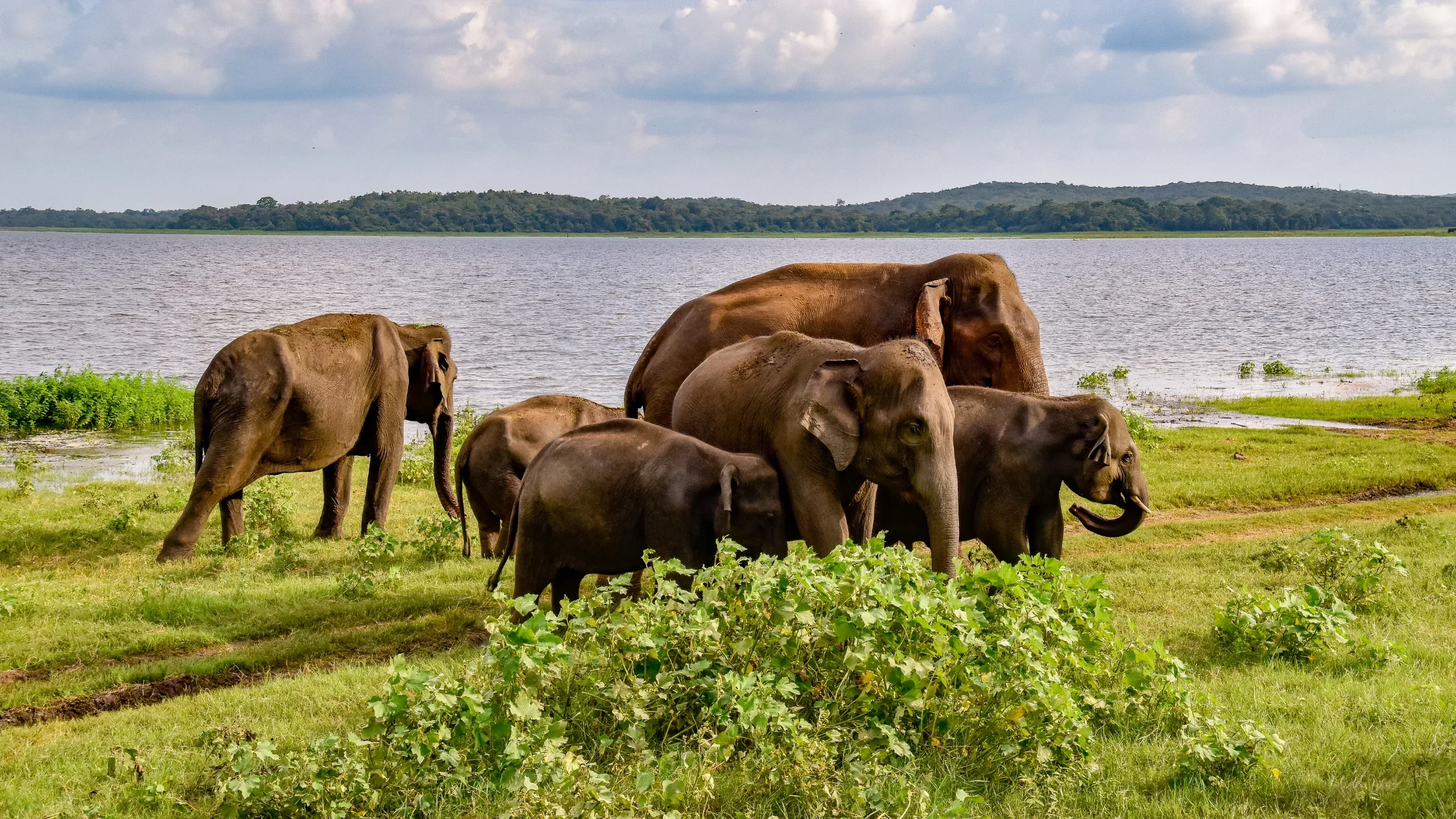 Elephants Minneriya National Park