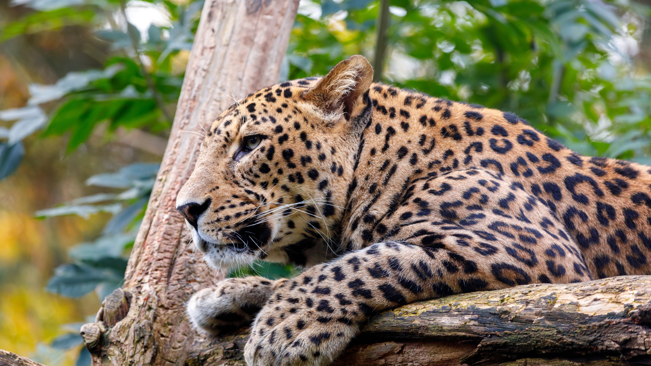 Leopard Yala National Park