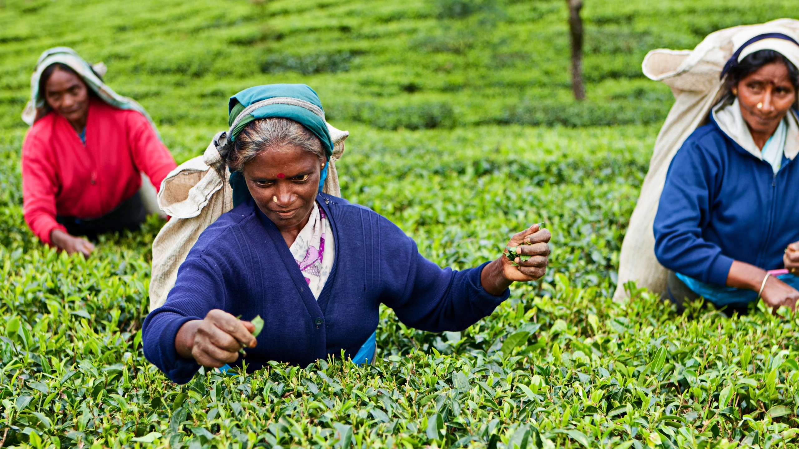 Solo Sri Lanka tour | Tea Plucking