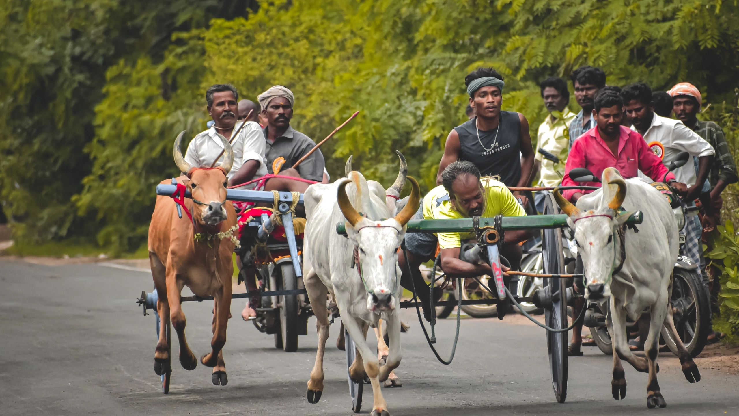 Bullock cart rides