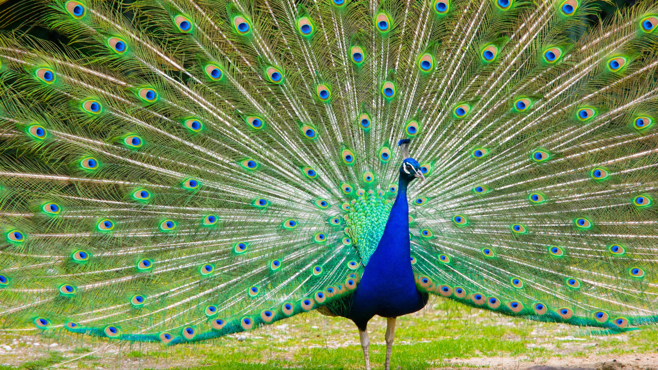 Peacock Sri Lanka
