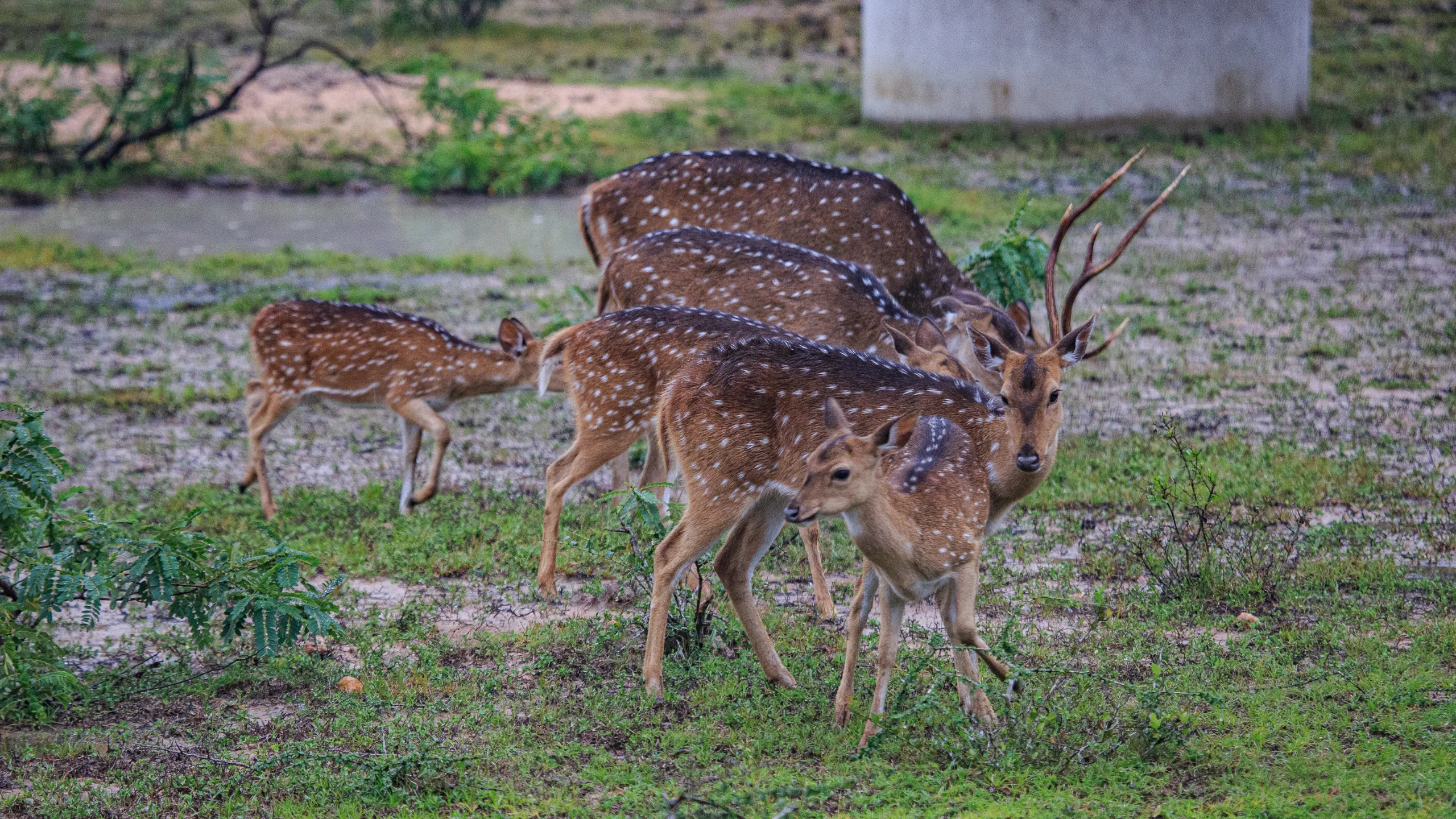 Deer Sri Lanka