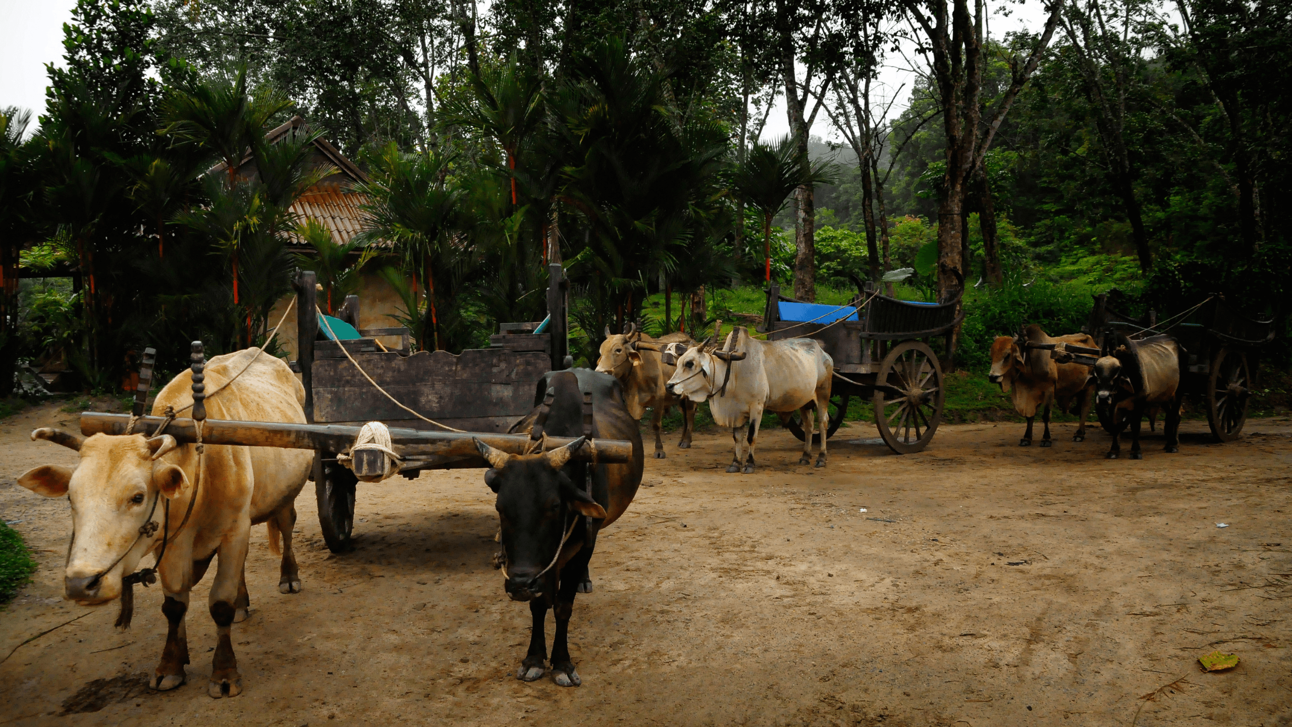 Island Legacy Images (47)